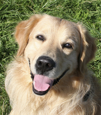 Retriever1